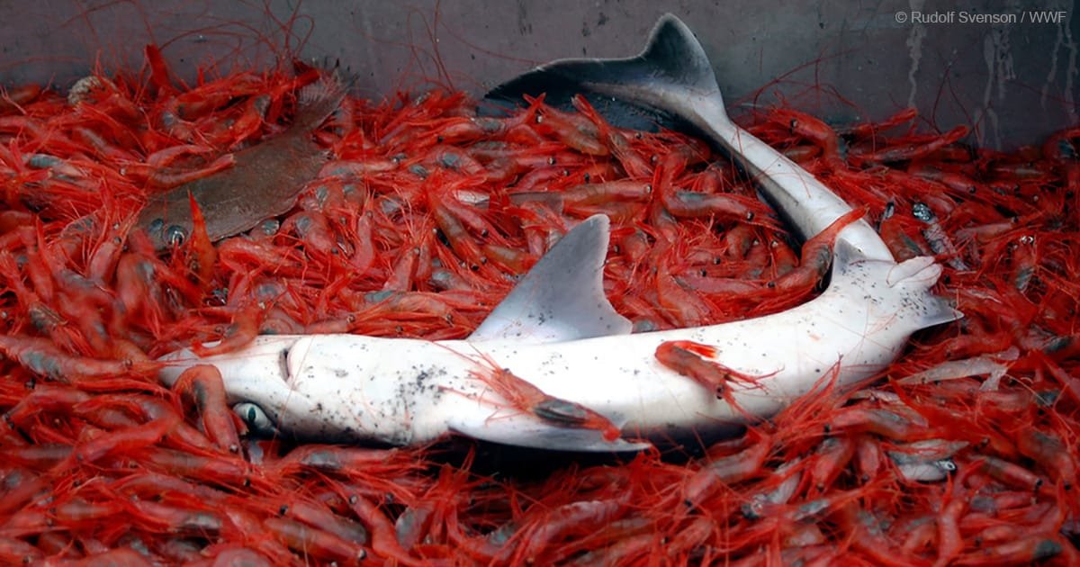 Il “bluewashing” della pesca a strascico e del km0: l’estinzione della pesca artigianale