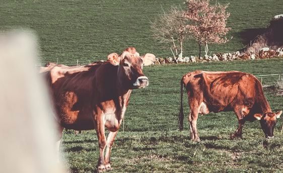Fotografia di Airas Moniz
